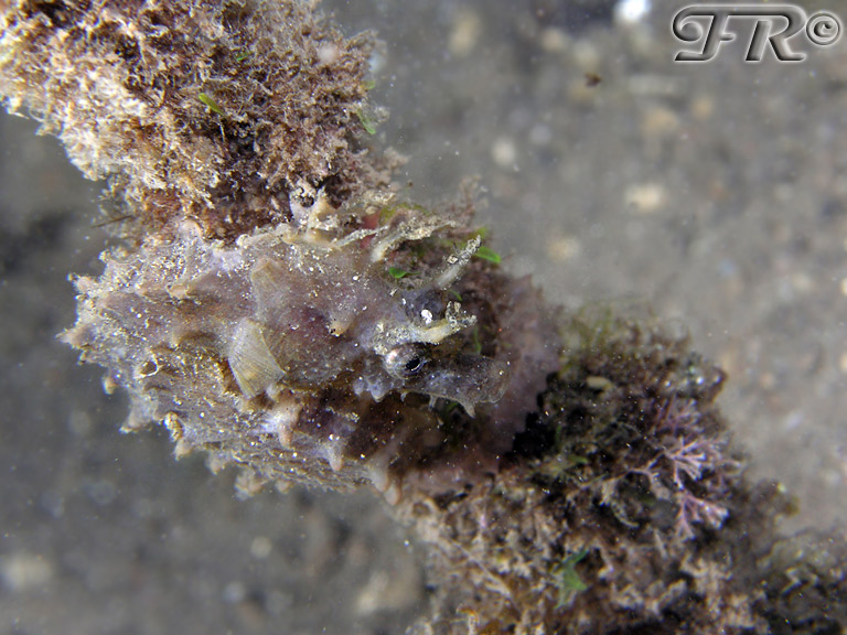 Hippocampus
